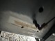 DAF 85.410  Izoterm Supra 950 E5